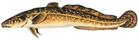 menyhal