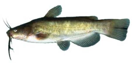 torpeharcsa
